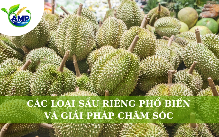 Các Loại Sầu Riêng Phổ Biến Và Giải Pháp Chăm Sóc