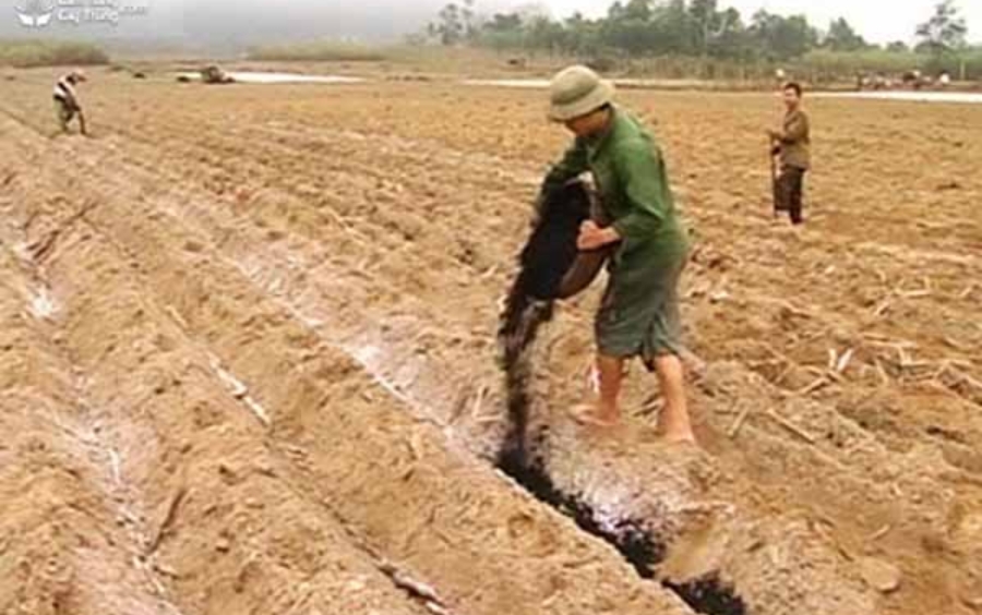 Cách Bón Lót Cho Lúa Đúng Kỹ Thuật Giúp Lúa Khỏe