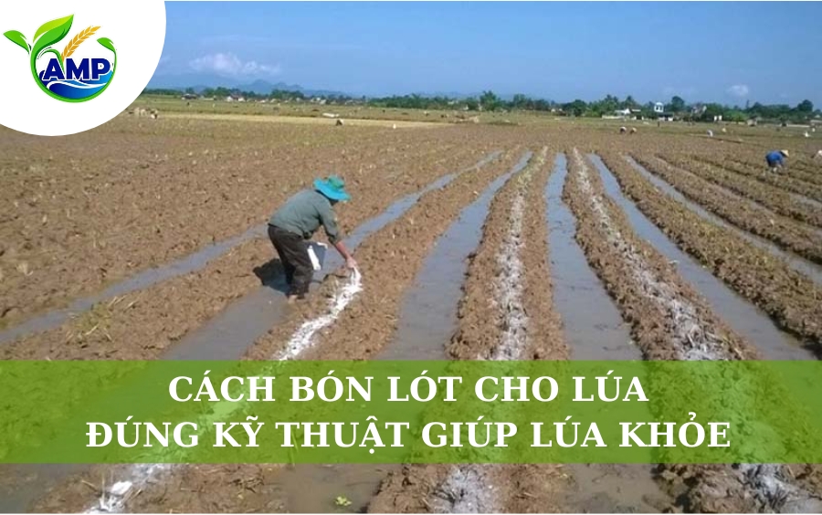Cách Bón Lót Cho Lúa Đúng Kỹ Thuật Giúp Lúa Khỏe