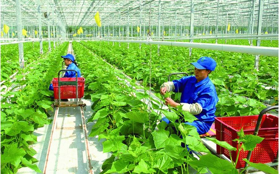 Canh Tác Hữu Cơ: Hướng Đi Vàng Cho Nhà Nông