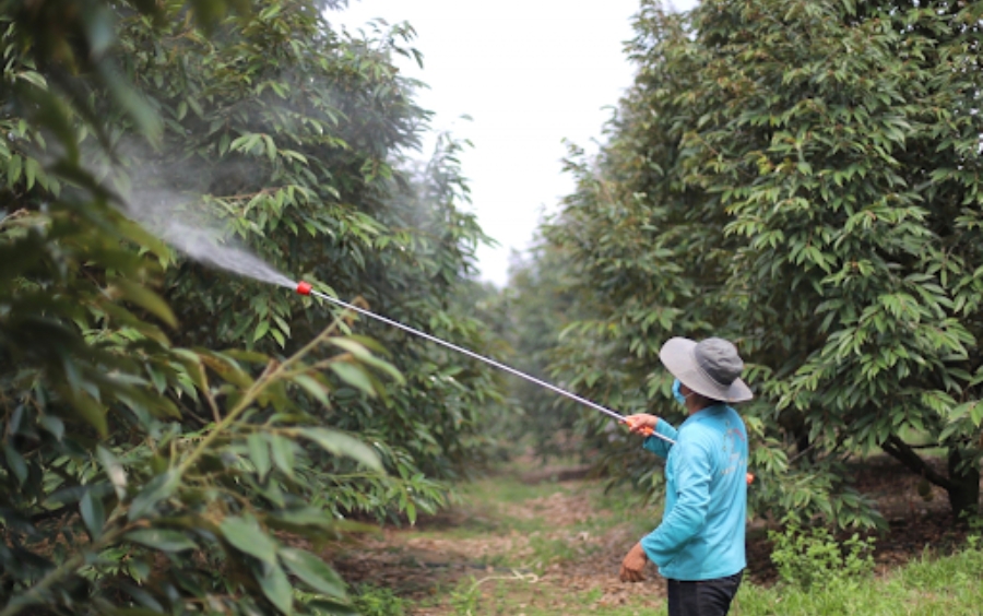 Các Loại Sầu Riêng Phổ Biến Và Giải Pháp Chăm Sóc 