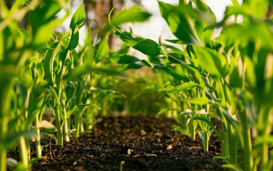 Canh Tác Hữu Cơ: Hướng Đi Vàng Cho Nhà Nông
