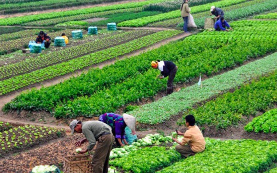 Canh Tác Hữu Cơ: Hướng Đi Vàng Cho Nhà Nông