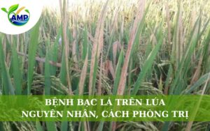 Bệnh Bạc Lá Trên Lúa: Nguyên Nhân, Cách Phòng Trị