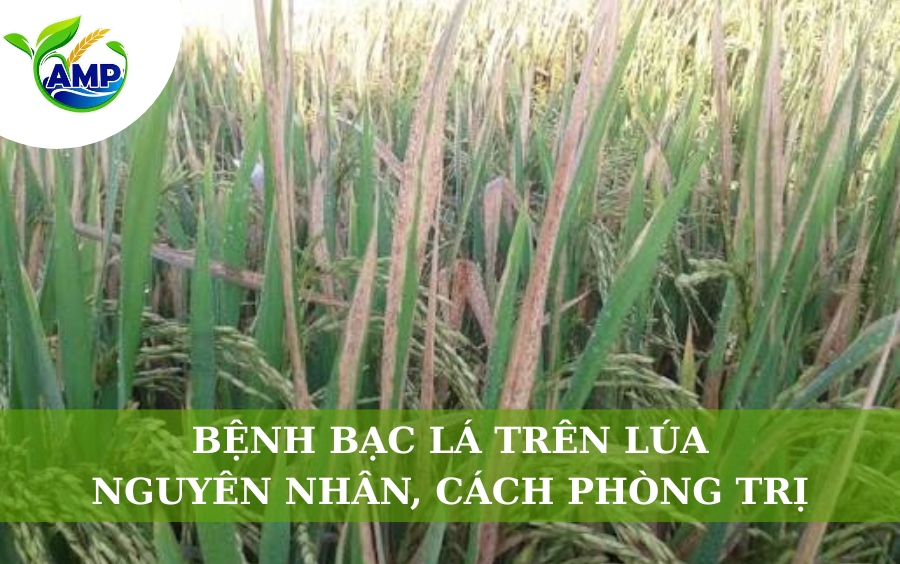 Bệnh Bạc Lá Trên Lúa: Nguyên Nhân, Cách Phòng Trị