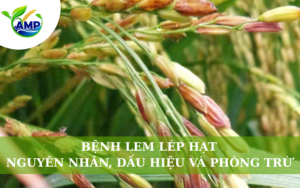 Bệnh Lem Lép Hạt: Nguyên Nhân, Dấu Hiệu Và Phòng Trừ