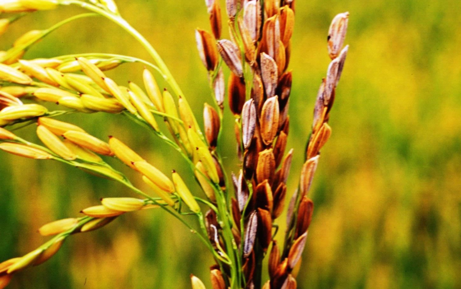 Bệnh Trên Lúa Thường Gặp Vào Mùa Mưa