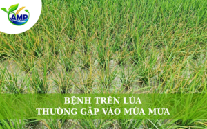 Bệnh Trên Lúa Thường Gặp Vào Mùa Mưa