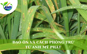 Đạo Ôn và Cách Phòng Trừ Từ Anh Mỹ Phát
