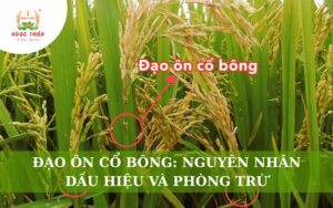 Đạo Ôn Cổ Bông: Nguyên Nhân, Dấu Hiệu Và Cách Phòng Trị