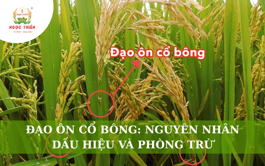 Đạo Ôn Cổ Bông: Nguyên Nhân, Dấu Hiệu Và Cách Phòng Trị