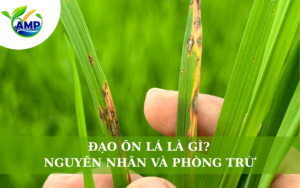 Đạo Ôn Lá Là Gì? Nguyên Nhân, Và Biện Pháp Phòng Trừ