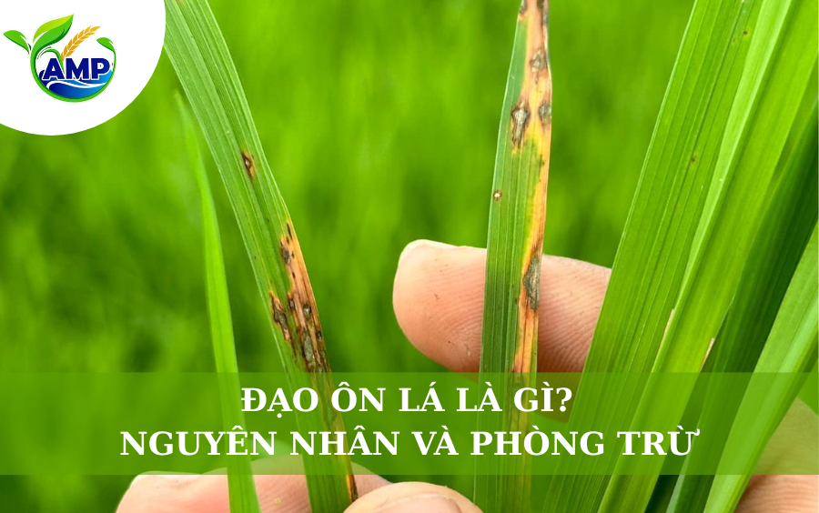 Đạo Ôn Lá Là Gì? Nguyên Nhân, Và Biện Pháp Phòng Trừ