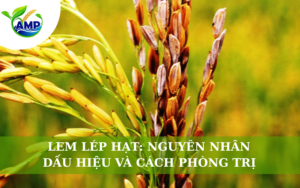 Lem Lép Hạt: Nguyên Nhân, Dấu Hiệu Và Cách Phòng Trị