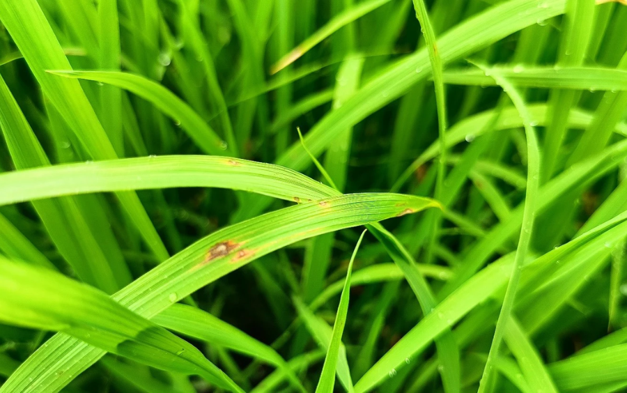 Đạo Ôn Lá Là Gì? Nguyên Nhân, Và Biện Pháp Phòng Trừ