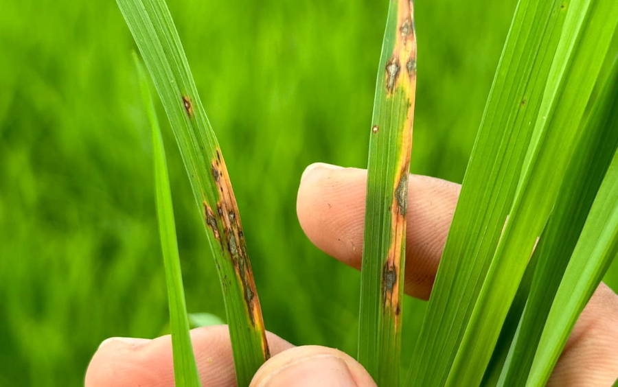 Đạo Ôn và Cách Phòng Trừ Từ Anh Mỹ Phát