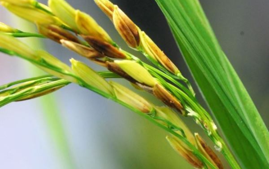 Lem Lép Hạt: Nguyên Nhân, Dấu Hiệu Và Cách Phòng Trị