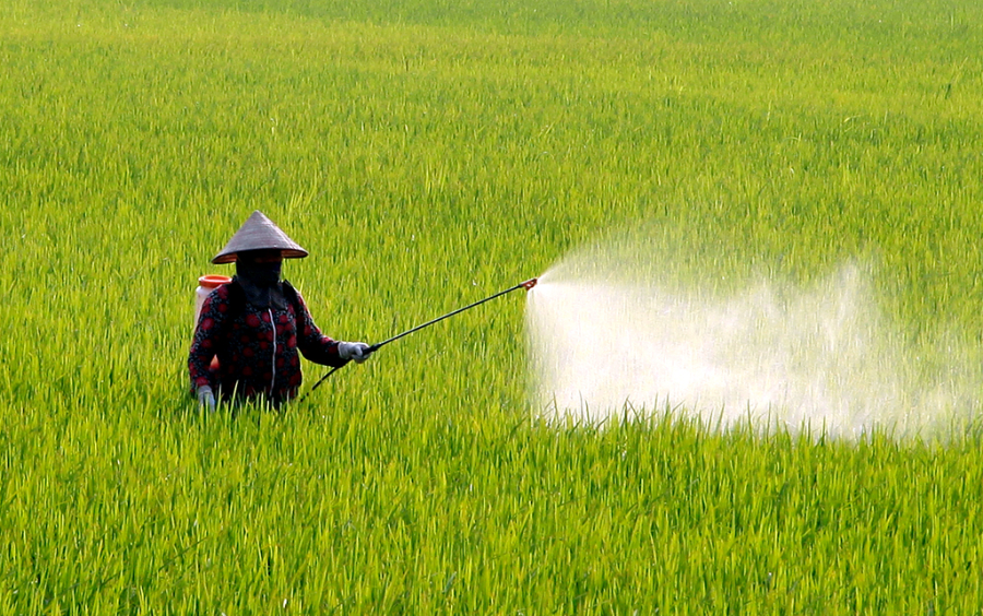 Bệnh Trên Lúa Thường Gặp Vào Mùa Mưa