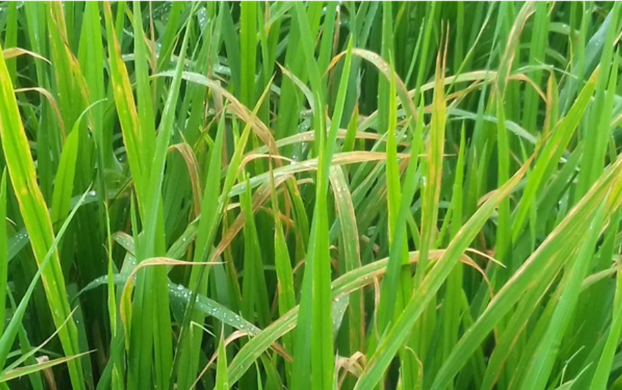 Đạo Ôn và Cách Phòng Trừ Từ Anh Mỹ Phát