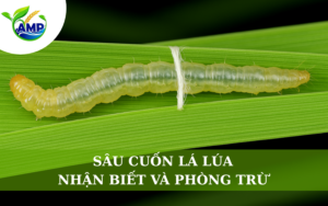 Sâu Cuốn Lá Lúa: Dấu Hiệu Nhận Biết Và Giải Pháp Phòng Trừ