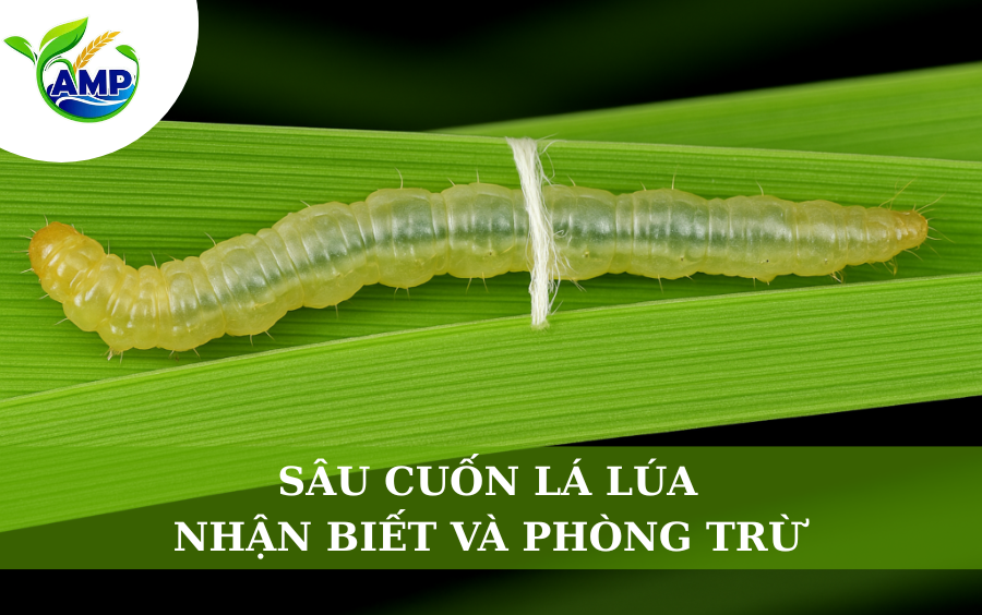 Sâu Cuốn Lá Lúa: Dấu Hiệu Nhận Biết Và Giải Pháp Phòng Trừ