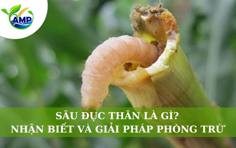 Sâu Đục Thân Là Gì? Nhận Biết Và Giải Pháp Phòng Trừ