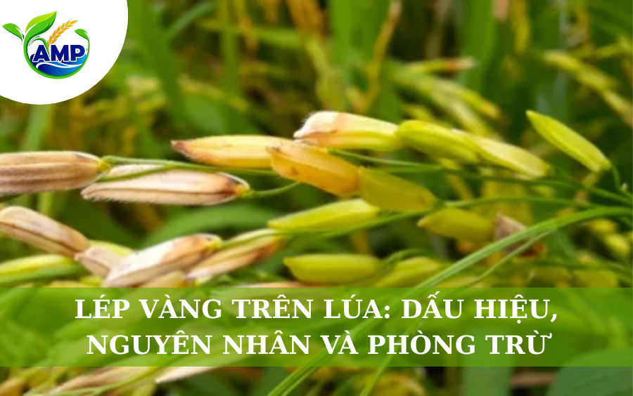 Lép Vàng Trên Lúa: Dấu Hiệu, Nguyên Nhân Và Cách Phòng Trừ