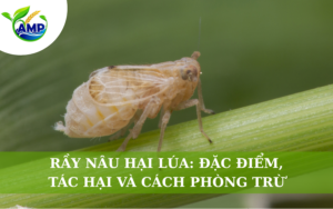 Rầy Nâu Hại Lúa: Đặc Điểm, Tác Hại Và Cách Phòng Trừ