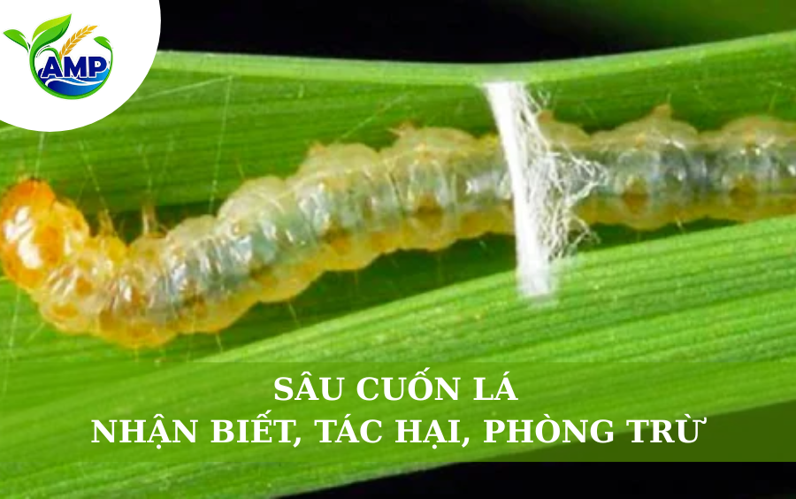 Sâu Cuốn Lá: Nhận Biết, Tác Hại Và Phòng Trừ