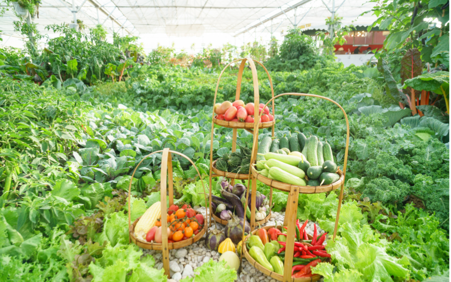 Thuốc Anh Mỹ Phát – Chính Hãng, Chất Lượng, Đa Dạng
