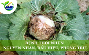 Bệnh Thối Nhũn: Nguyên Nhân, Triệu Chứng Và Cách Phòng Trừ