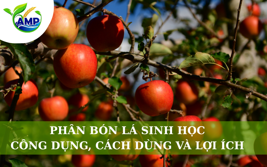 Phân Bón Lá Sinh Học: Công Dụng, Cách Sử Dụng Và Lợi Ích
