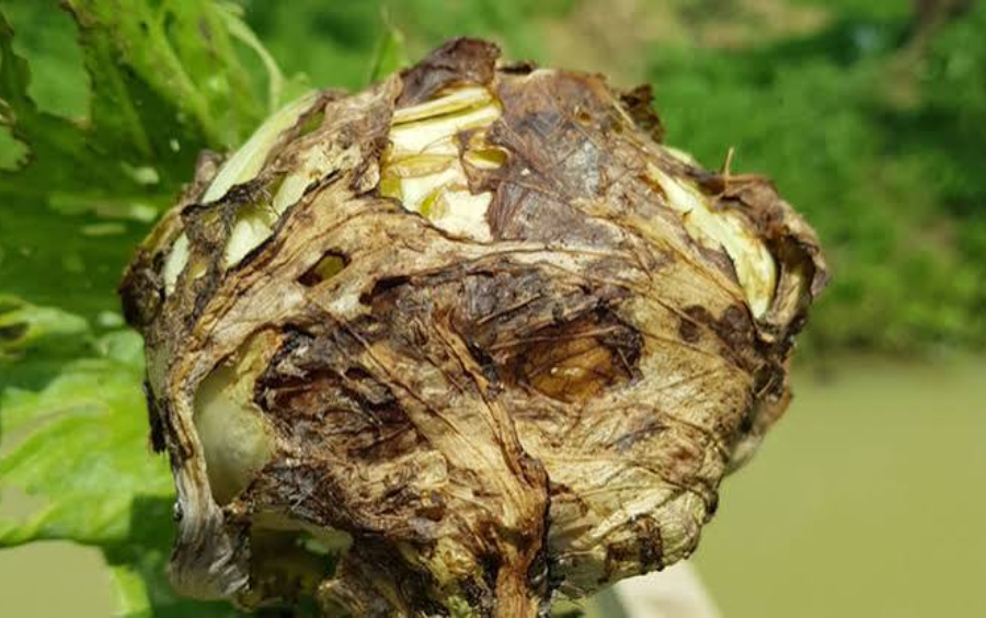 Bệnh Thối Nhũn: Nguyên Nhân, Triệu Chứng Và Cách Phòng Trừ